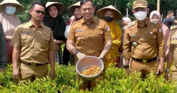 DKP Panen 17 Kilogram Cabai dan Tomat di KWT Batu Donggo Tamalanrea