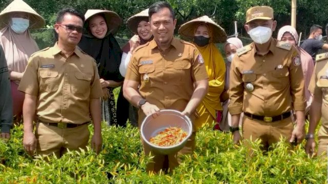 DKP Panen 17 Kilogram Cabai dan Tomat di KWT Batu Donggo Tamalanrea