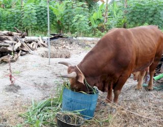 Hasil Uji Laboratorium, Hewan Ternak di Makassar Mulai Terjangkit PMK