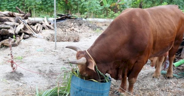 Hasil Uji Laboratorium, Hewan Ternak di Makassar Mulai Terjangkit PMK