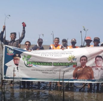 Dinas Kelautan dan Perikanan Sulsel Tanam 38 Ribu Batang Mangrove di Luwu Timur