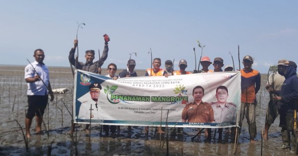 Dinas Kelautan dan Perikanan Sulsel Tanam 38 Ribu Batang Mangrove di Luwu Timur