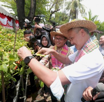 Danny-Ganjar Panen Cabai dan Ikan Nila di Lorong Wisata Sydney