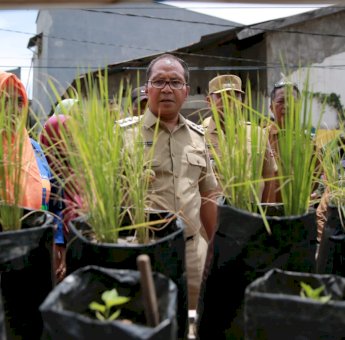 Unik, Masyarakat Tanam Cabai Hingga Padi di Longwis Sydney Panakkukang