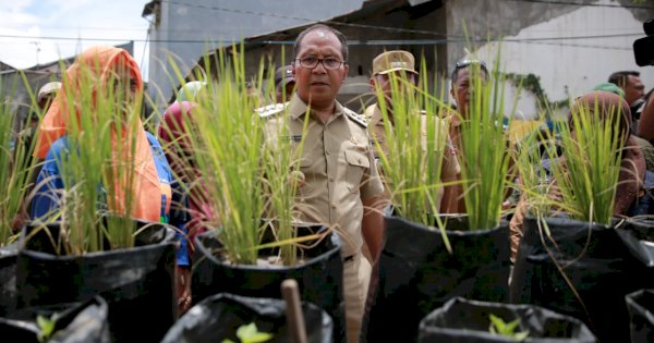 Unik, Masyarakat Tanam Cabai Hingga Padi di Longwis Sydney Panakkukang