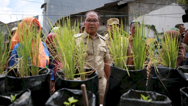 Unik, Masyarakat Tanam Cabai Hingga Padi di Longwis Sydney Panakkukang