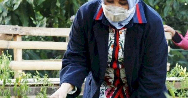 Wawali Makassar Sumbang Bibit Cabai di Longwis Castelon Kecamatan Bontoala