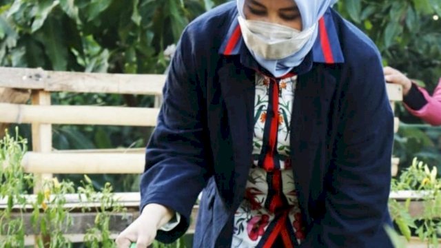 Wawali Makassar Sumbang Bibit Cabai di Longwis Castelon Kecamatan Bontoala
