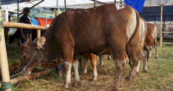 Pemprov Sulsel Siap 1,5 Juta Dosis Vaksin Tekan Kasus PMK