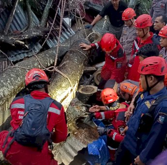 Bocah Delapan Tahun di Makassar Tewas Usai Tertimpa Pohon Tumbang