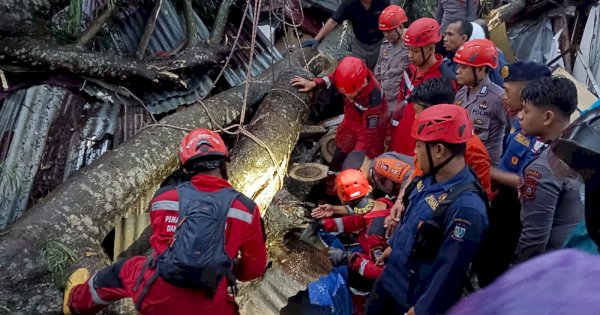 Bocah Delapan Tahun di Makassar Tewas Usai Tertimpa Pohon Tumbang
