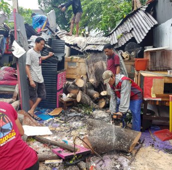 Cuaca Buruk di Makassar, 183 Rumah Rusak Akibat Angin Kencang dan Pohon Tumbang