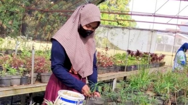 Dukung Program Pemkot, UPT Pembibitan Tanaman DP2 Makassar Lakukan Hal Ini