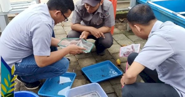 DP2 Makassar Lakukan Penyortiran Burayak Lobster Air Tawar di Lorong Wisata Sydney