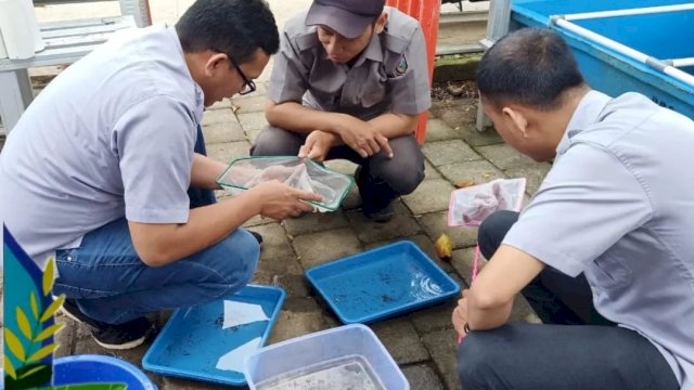 DP2 Makassar Lakukan Penyortiran Burayak Lobster Air Tawar di Lorong Wisata Sydney