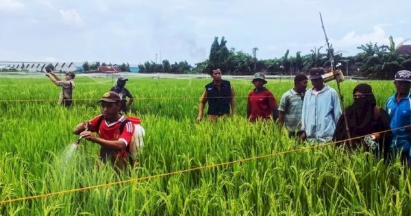 Tingkatkan Produksi Pertanian, DP2 Lakukan Pengendalian OPT