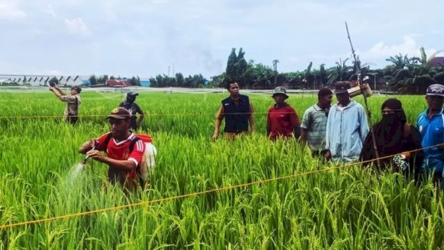 Tingkatkan Produksi Pertanian, DP2 Lakukan Pengendalian OPT