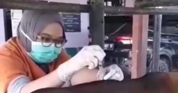 UPT Puskeswan DP2 Tangani Seekor Sapi Betina Kesulitan Melahirkan