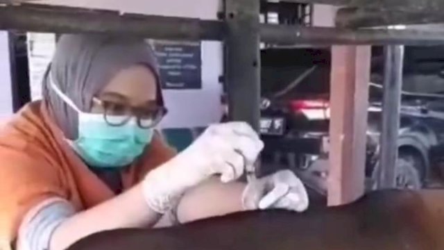 UPT Puskeswan DP2 Tangani Seekor Sapi Betina Kesulitan Melahirkan