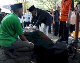 Idul Adha 1444 Hijriah, Danny Pomanto Kurban Dua Ekor Sapi