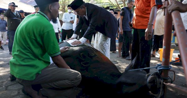 Idul Adha 1444 Hijriah, Danny Pomanto Kurban Dua Ekor Sapi