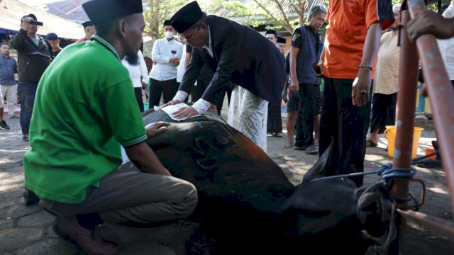 Idul Adha 1444 Hijriah, Danny Pomanto Kurban Dua Ekor Sapi