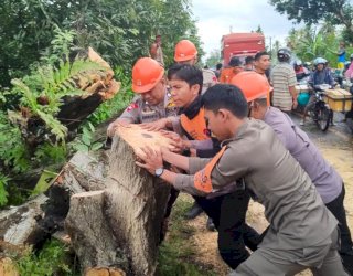 Kesigapan SAR Brimob Bone, Bantu Warga Atasi Pohon Tumbang Bahayakan Pengguna Jalan