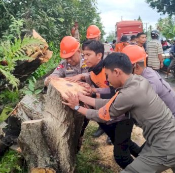 Kesigapan SAR Brimob Bone, Bantu Warga Atasi Pohon Tumbang Bahayakan Pengguna Jalan