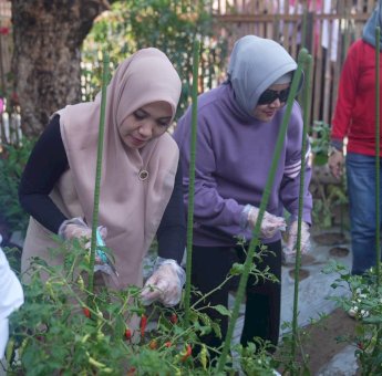Indira Yusuf Ismail-PJ Ketua TP PKK Provinsi Sulsel Panen Sayur di Lorong Binaan PKK Makassar
