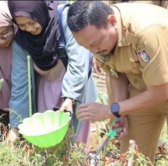 Sebut Konsisten, Mahyuddin Panen Cabai di Manggala