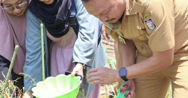 Sebut Konsisten, Mahyuddin Panen Cabai di Manggala