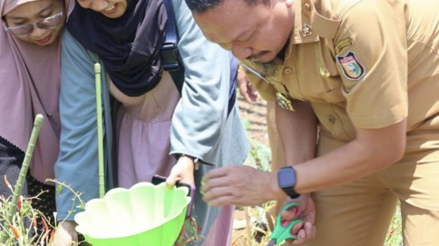 Sebut Konsisten, Mahyuddin Panen Cabai di Manggala