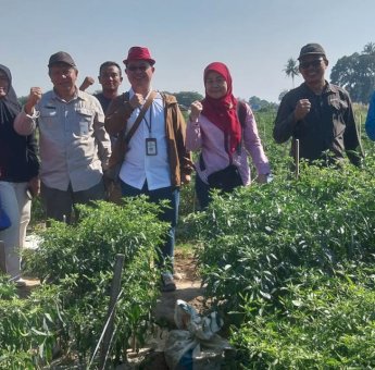 Pengawasan OPT, Pihak DP2 – Kementrian Pertanian RI Kunjungi Kawasan Cabe