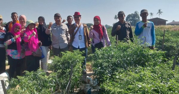 Pengawasan OPT, Pihak DP2 – Kementrian Pertanian RI Kunjungi Kawasan Cabe