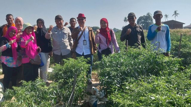 Pengawasan OPT, Pihak DP2 – Kementrian Pertanian RI Kunjungi Kawasan Cabe