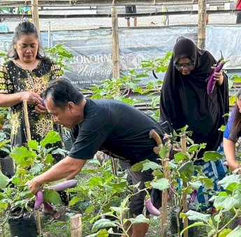Warga Tamamaung Panen Cabai, Tomat dan Terong Hasil Urban Farming