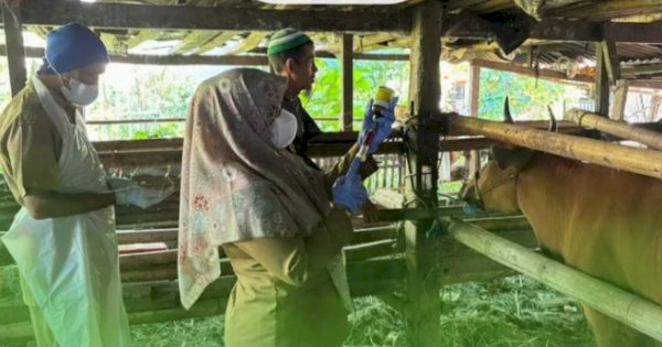 Tingkatkan Kesehatan dan Produktivitas Peternakan, DP2 Kota Makassar Lakukan Vaksinasi Massal Ternak di Kelurahan Buntusu