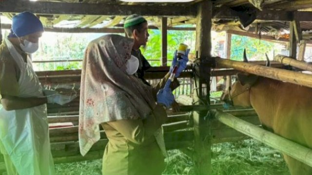 Tingkatkan Kesehatan dan Produktivitas Peternakan, DP2 Kota Makassar Lakukan Vaksinasi Massal Ternak di Kelurahan Buntusu