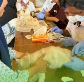 DP2 Kota Makassar Gelar Pelayanan Kesehatan Hewan dan Vaksinasi Rabies Gratis di Mall Pipo