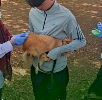 DP2 Kota Makassar Gencarkan Vaksinasi Rabies Hewan di Perdos Unhas