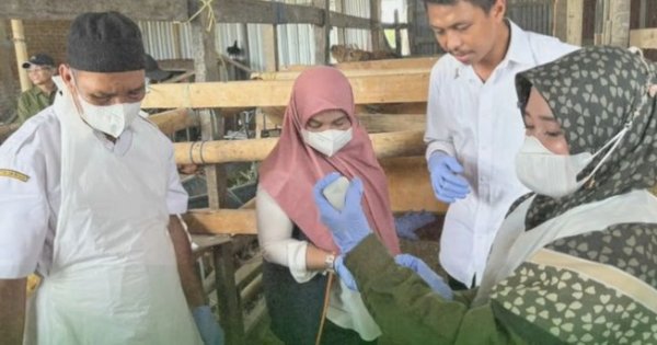 Jelang Idul Adha, DP2 Kota Makassar Galakkan Vaksinasi dan Pemeriksaan Darah Ternak Besar
