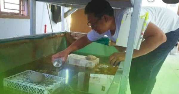 DP2 Makassar Dorong Inovasi Budidaya Udang Lobster dan Ikan Nila dengan Teknologi Terbaru di BPP Sudiang