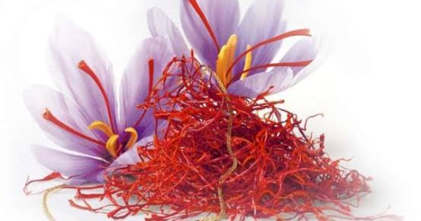 Dinkes Makassar Ulas Manfaat Safron Baik untuk Kesehatan, Turunkan Risiko Penyakit Jantung Hingga Kanker