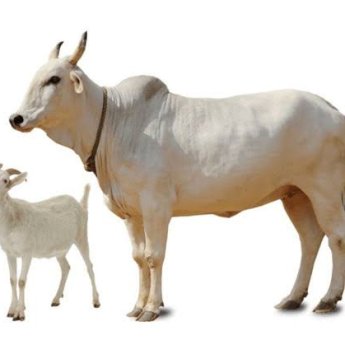 Distribusi Hewan Kurban di Sulsel Tanpa Check Point, Risiko Penyakit Hewan Meningkat