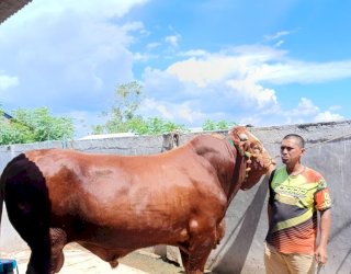 Presiden Prabowo Serahkan Sapi Kurban ke Masyarakat Sidrap, Bobot Capai 1,1 Ton