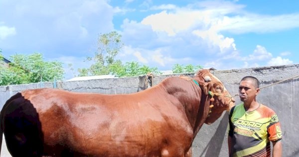 Presiden Prabowo Serahkan Sapi Kurban ke Masyarakat Sidrap, Bobot Capai 1,1 Ton