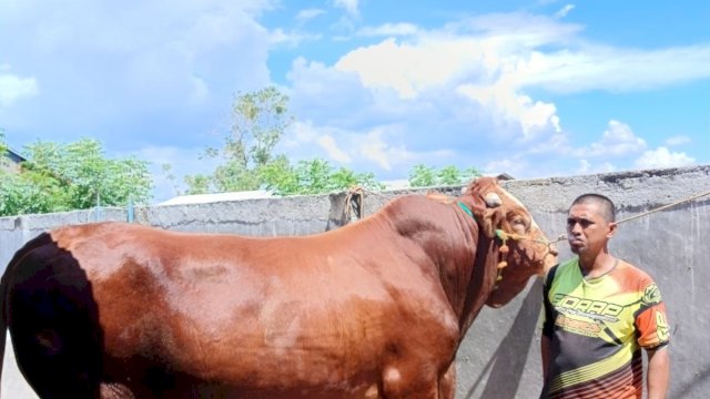 Presiden Prabowo Serahkan Sapi Kurban ke Masyarakat Sidrap, Bobot Capai 1,1 Ton