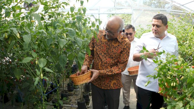 Wali Kota Munafri Panen Raya Cabai Rawit di Pesantren Gombara