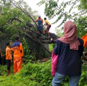 Cuaca Buruk, BPBD Makassar Tangani Sejumlah Pohon Tumbang