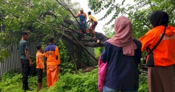 Cuaca Buruk,  BPBD Makassar Tangani Sejumlah Pohon Tumbang